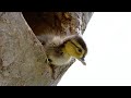 Brave Wood Ducklings Take 30-Foot Leap of Faith