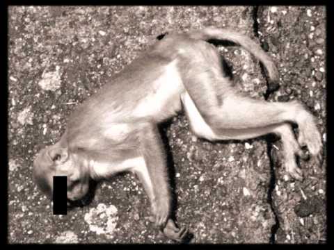 Jackill, jango & Sado- Klappe zu Affe TOT