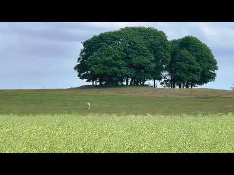 Midsummer 2023 in Falkenberg