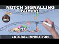 Notch Signalling Pathway | Mechanism Animation