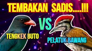 Download lagu Saling nembak pedas hot🔥🔥 tengkek buto vs pelatuk bawang‼️ mp3 Download lagu Saling nembak pedas hot🔥🔥 tengkek buto vs pelatuk bawang‼️ mp3