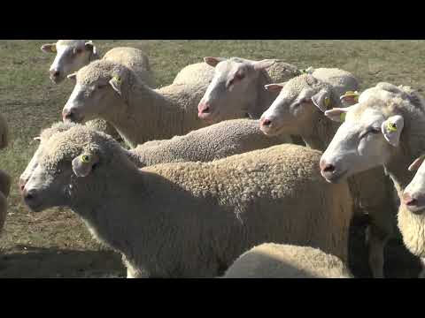 Hortobágy - Sáfián László & sinka