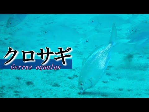 クロサギの水中映像