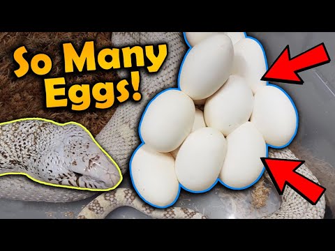 Our Ghost Bullsnake Laid Eggs!