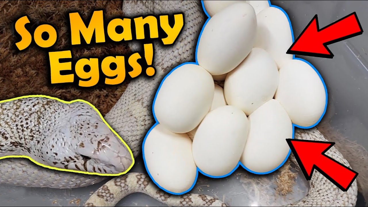 Our Ghost Bullsnake Laid Eggs!