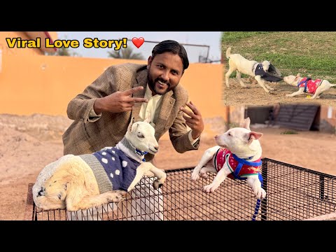 Gultair Puppy Aur Zam Zam Goat Ki Love Story ❤️ | Inki Sardi Ki Shopping Ho Gayi!