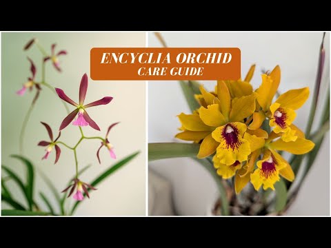 How to Care for Encyclia Orchids | My Experience vs Cattleyas