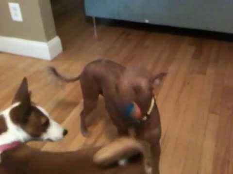 My xoloitzcuintli playing