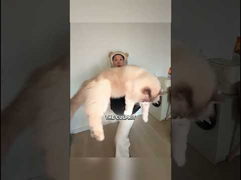 Котёнок порвал сиденье скутера, но его милота спасла его от наказания! 😹#shorts