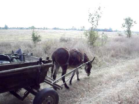 curatenie in tufeni olt 13