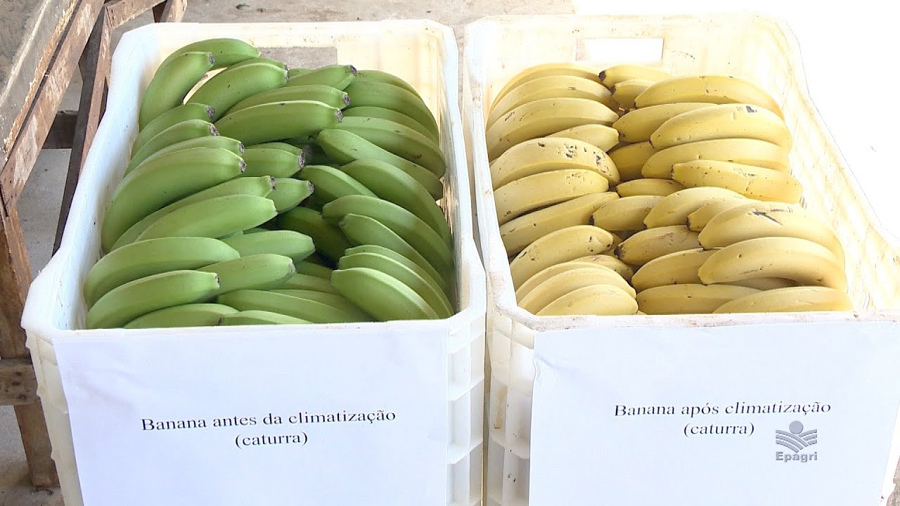 Amadurecimento de bananas: conheça o processo de climatização