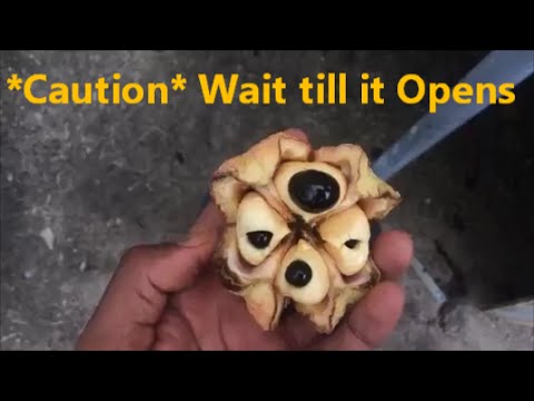 When do you pick Ackee Fruit ?? (Extremely important information)
