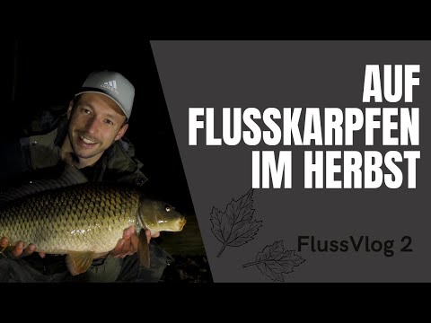 Fluss-Vlog 2 - Karpfenangeln am Fluss im Herbst | Karpfenangeln