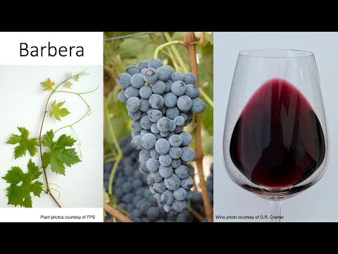 Grape Variety #35: Barbera