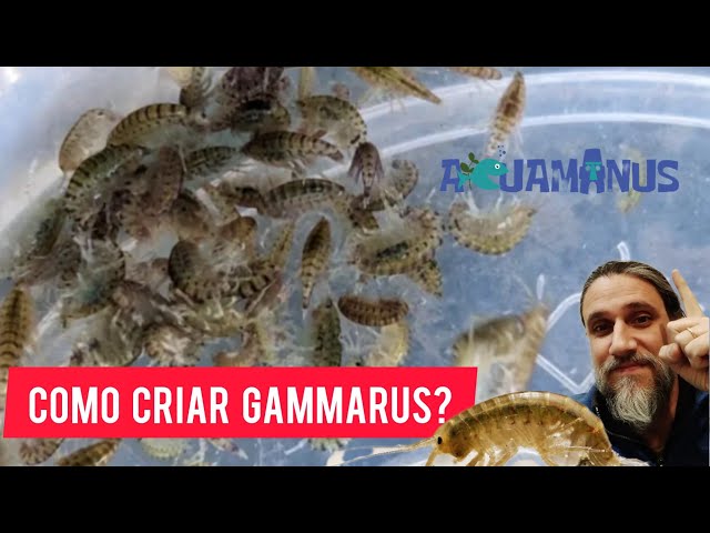 Vídeo relacionado con UGF - Camarones Gammarus Premium Deshidratados de Agua Dulce - 318 g en un Cubo de 3 litros, Alimento para Tortugas, Peces de Acuario, Ajolotes, Hámsteres, Erizos, Carpas Koi y Ratas
