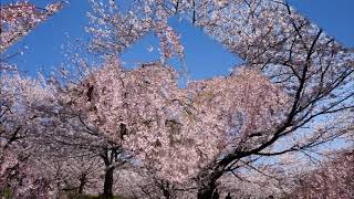 4月 5日, 2020年広瀬公園