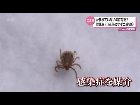マダニによる危険 – RKI がドイツに新たな危険地域を追加