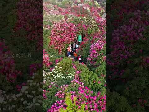 La belleza eterna de las flores y los puentes: una armonía perfecta