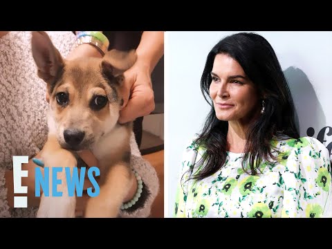 Actress Angie Harmon Says Instacart Driver Shot And Killed Her Dog