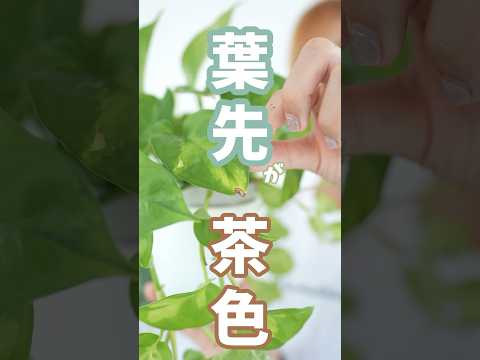 緑の植物: 葉の先端が茶色になるのはなぜですか?対処法と考えられる4つの原因とは！  庭園