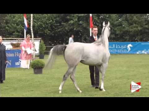 N.118 ORLA TURNIA - Ströhen 2015 B-Show - Fillies 2 years old (Class E)