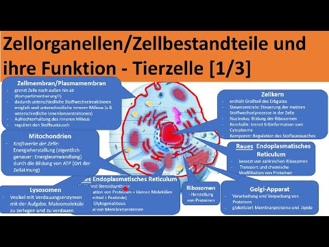 Zellorganellen und ihre Funktion [Zellbestandteile tierischer Zellen] - Aufbau Zelle [Biologie]