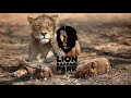 Lion Safari Park I Johannesburg South Africa