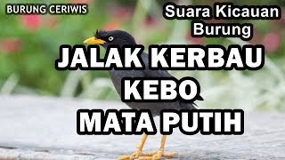 Download lagu Suara Kicauan Burung Jalak Kebo Kerbau Mata Putih Bisa Buat Masteran mp3 Download lagu Suara Kicauan Burung Jalak Kebo Kerbau Mata Putih Bisa Buat Masteran mp3
