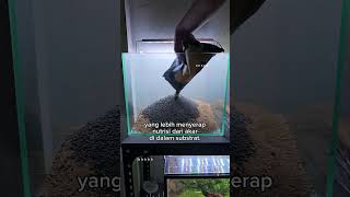 Download lagu Jadi gini cara susun substrat aquascape. Kalo kalian biasanya pake substrat apa? #Aquascape mp3