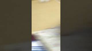 にゃんこの日常（チャコ）