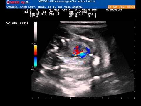 GESTAÇÃO PANDORA - PROP CYRO LUIZ LEITE  - 29/05/2013