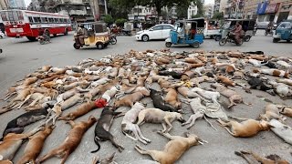 Over  700 stray dogs poisoned in Pak’s Karachi