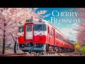Cherry Blossom (Sakura) 4K - Amazing Film - Relaxing Piano Music - Japanese flowers