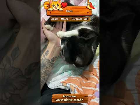 Vídeo de Saru