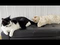 Cat Punishes Kitten For Biting His Tail