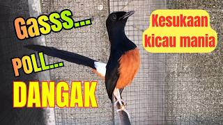 Download lagu PENUH EMOSI🔥MURAI BATU GACOR AMPUH MEMANCING EMOSI MURAI BATU AGAR CEPAT BONGKAR ISIAN mp3