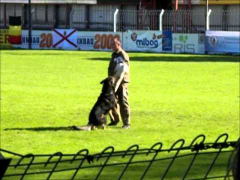 Goran van Serburus WUSV 2012 afdeling C