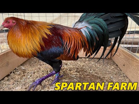 CALIFORNIA !! Hatch Kelso Blues Spartan Farm - Beautiful Birds
