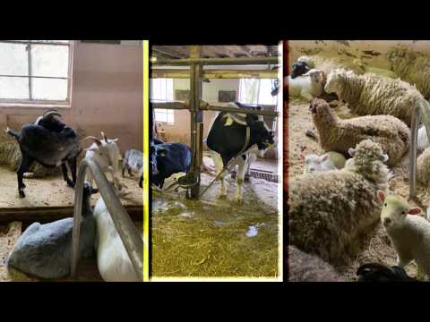 CM【行こッか！愛川町】服部牧場 コドモゴコロを遊ぼう！篇 4K 45sec