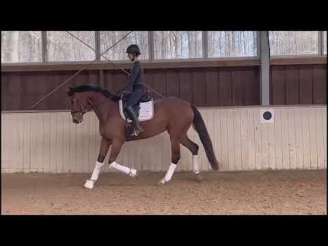 Donna // Dressage // Don Nobless // 2019 // Mare