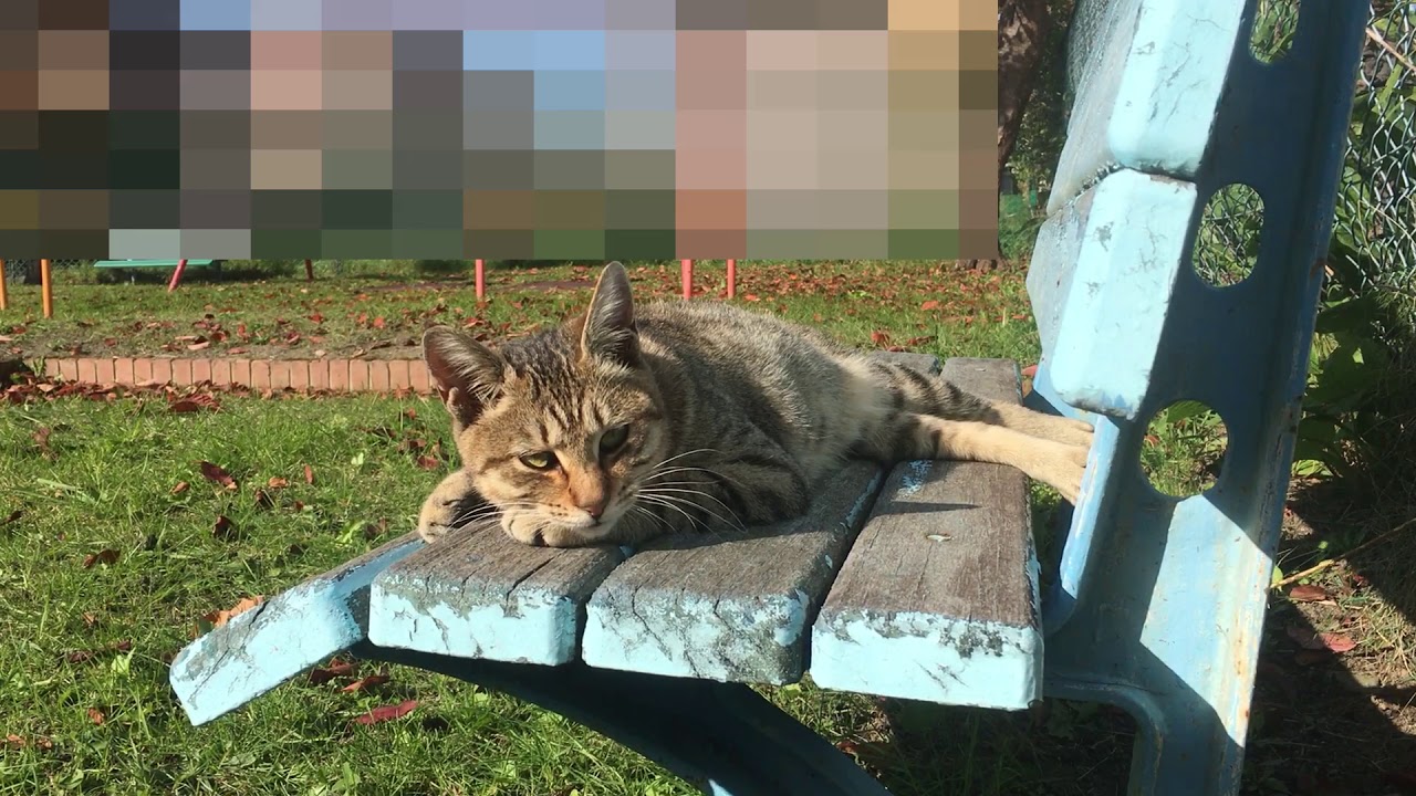 ベンチに座る猫 cat lying on a bench
