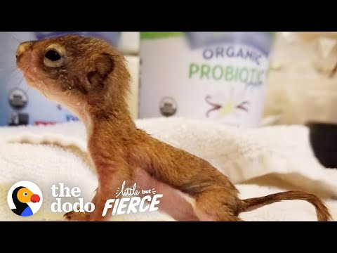 Meet Rocky, a Rare Lactose Intolerant Baby Squirrel