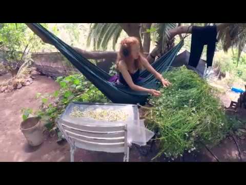 Drying Camomile Flowers