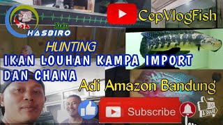 Download lagu Hunting Ikan Louhan Impor Kampa di Adi Amazon Bandung mp3 Download lagu Hunting Ikan Louhan Impor Kampa di Adi Amazon Bandung mp3