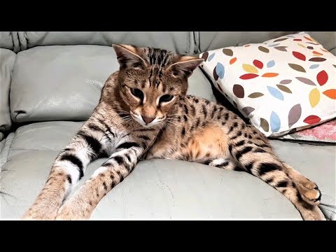 5 Different Savannah cat MEOWS and what they mean