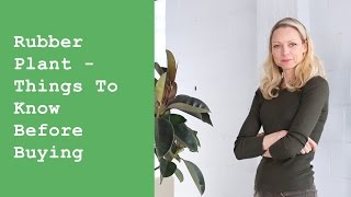 Rubber Plant (Ficus Elastica) - Things To Know Before Buying