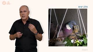 העופות – אפרוחים וגוזלים