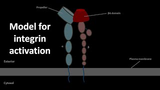 Integrin activation model