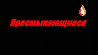 Пресмыкающиеся