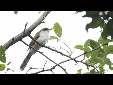 Uno no muy comÃƒÂºn (Coccyzus americanus)